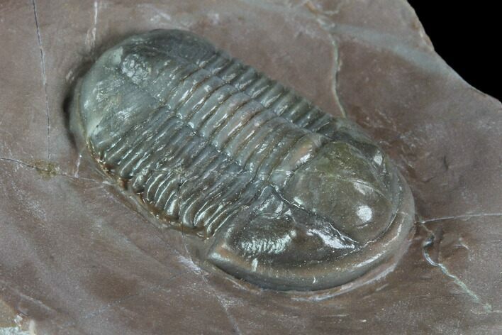 Transluscent Gerastos Trilobite - Jorf, Morocco #86885